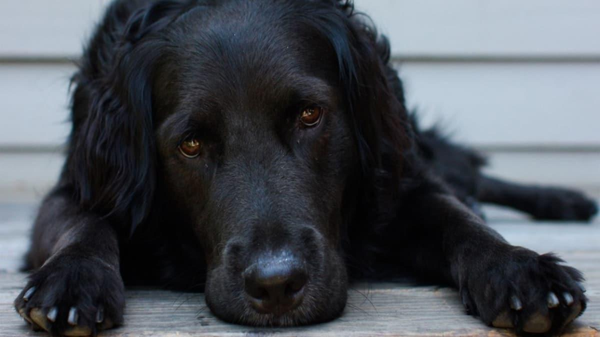 Rüyada Köpek Isırması Nedir? Rüyada Köpek Görmek Ne Anlama Geliyor? içeride Rüyada Siyah Köpek Görmek Ve Korkmak Ne Anlama Gelir