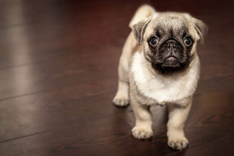 Rüyada Köpek Isırması Saldırması - Ruyandagor ilgili Rüyada Köpek Isırması Ama Acımaması