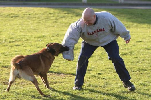 Rüyada Köpek Isırması Ve Acıması - Rüya Meali tamamen Rüyada Köpek Isırması