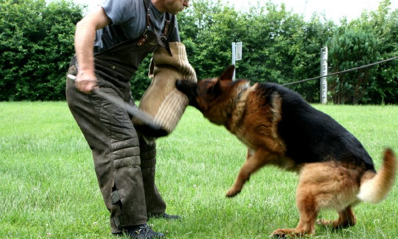 Rüyada Köpek Kovalamak - Rüya Meali ile Rüyada Köpek Kovalaması