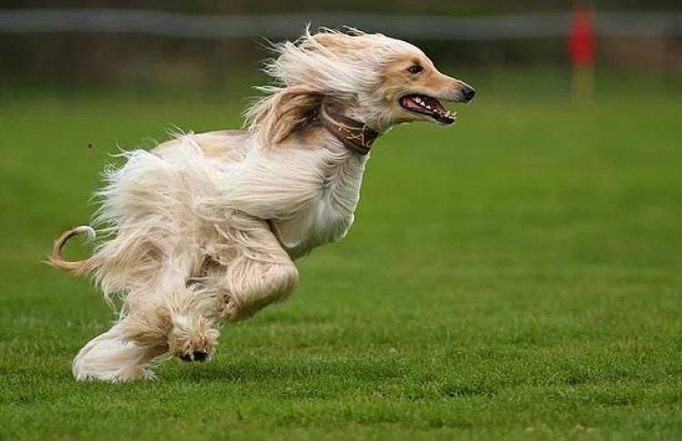 Rüyada Köpek Kovalaması Görmek - Ruyandagor içeride Rüyada Ölmüş Köpek Görmek