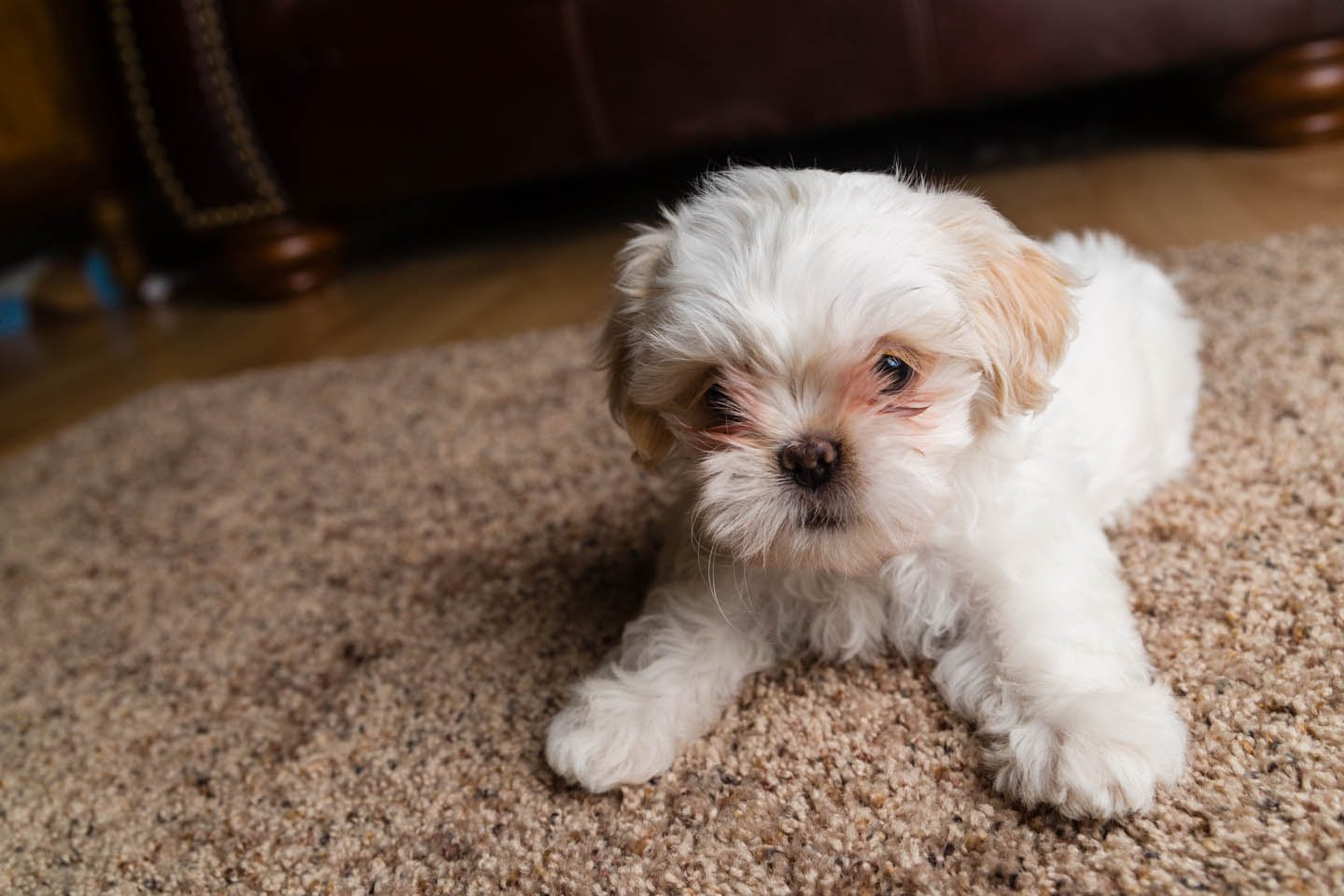 Rüyada Köpek Ölmesi - Rüya Meali fiçin Rüyada Ölmüş Köpek Görmek