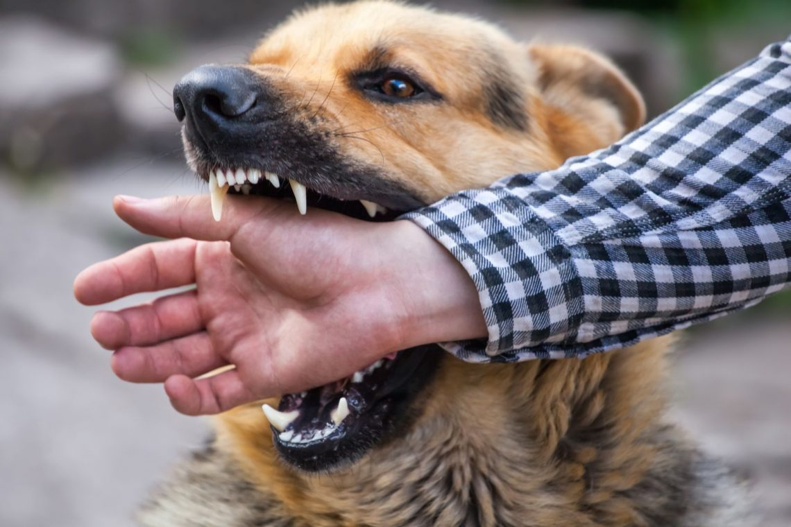 Rüyada Köpek Saldırdığını Görmek - Rüya Meali fiçin Rüyada Kahverengi Köpek Görmek