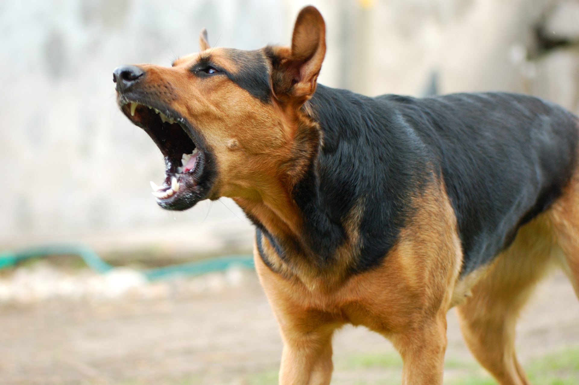 Rüyada Köpek Saldırısı Görmek - Huzur Kapısı Dua Sitesi içeride Rüyada Köpek Isırması