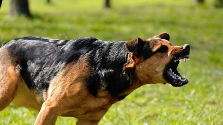 Rüyada Köpek Saldırısı Görmek - Ruyandagor içeride Rüyada Köpek Kovalaması