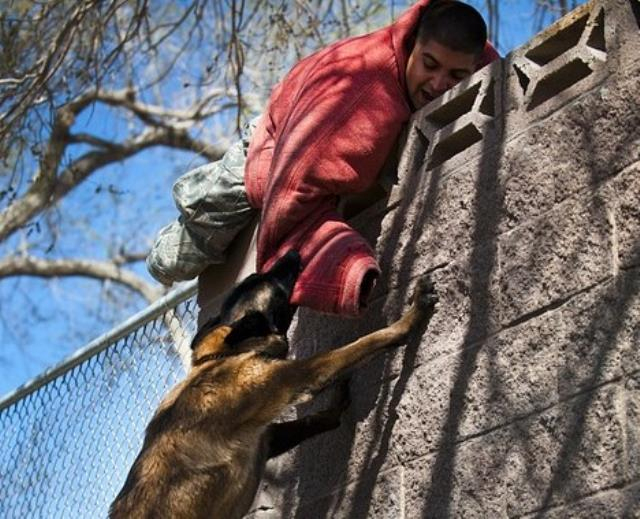 Rüyada Köpek Saldırısına Uğramak Ne Anlama Gelir? Rüyada Köpek ilgili Rüyada Köpek Havlaması