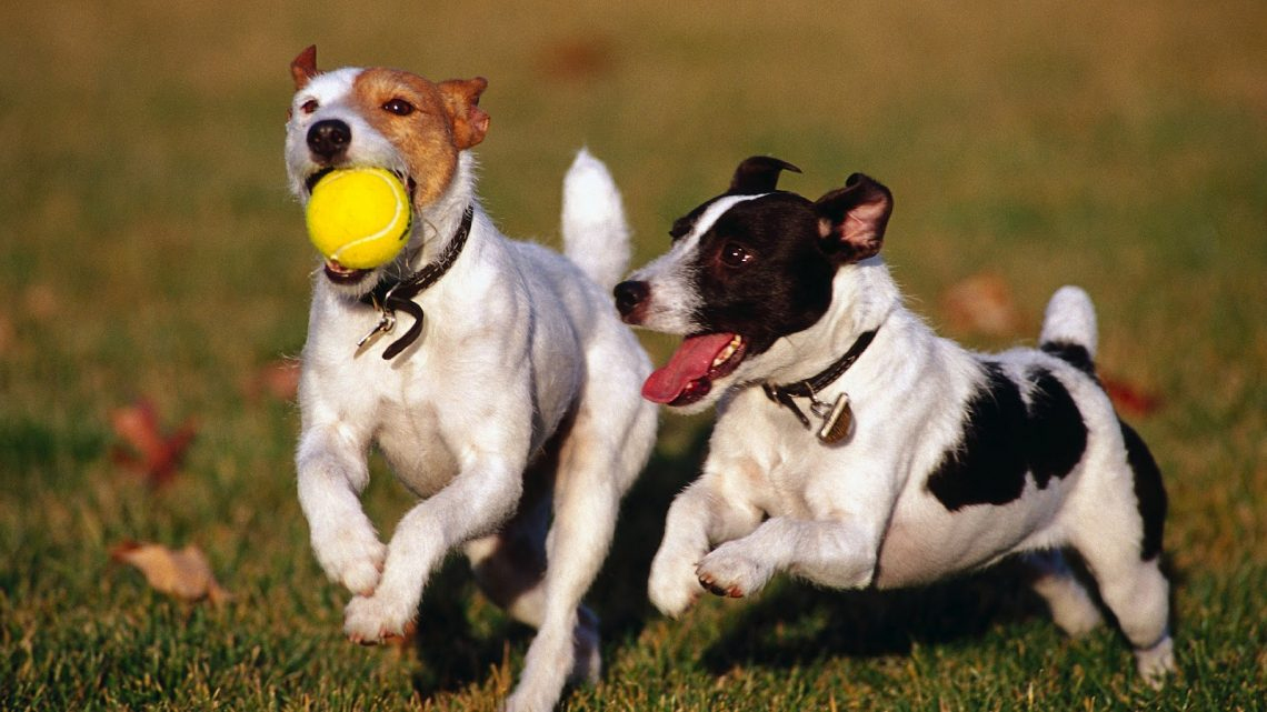 Rüyada Köpek Saldırısına Uğramak - Rüya Meali amaçlanan Rüyada Köpek Saldırması Ve Kurtulmak