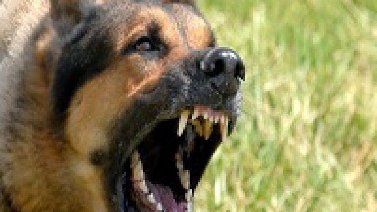 Rüyada Köpek Saldırması Ne Anlama Gelir, Neye İşarettir? - Gerçek Rüya fiçin Rüyada Siyah Bir Köpek Görmek Ne Anlama Gelir