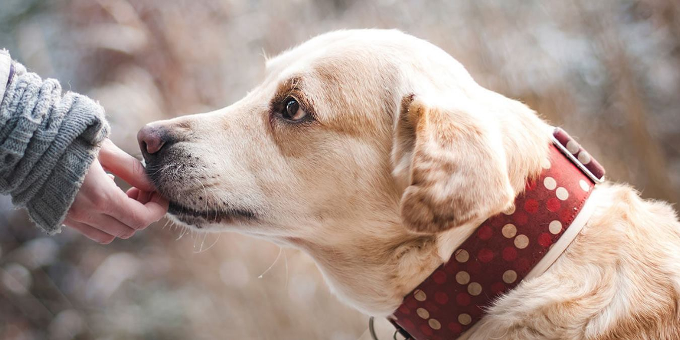 Rüyada Köpek Sevmek Ne Anlama Gelir? amaçlanan Rüyada Küçük Yavru Köpek Görmek Ne Anlama Gelir