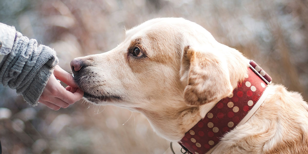 Rüyada Köpek Sevmek Ne Anlama Gelir? - Diyadinnet Rüya Tabirleri fiçin Rüyada Saldırgan Siyah Köpek Görmek Ne Anlama Gelir