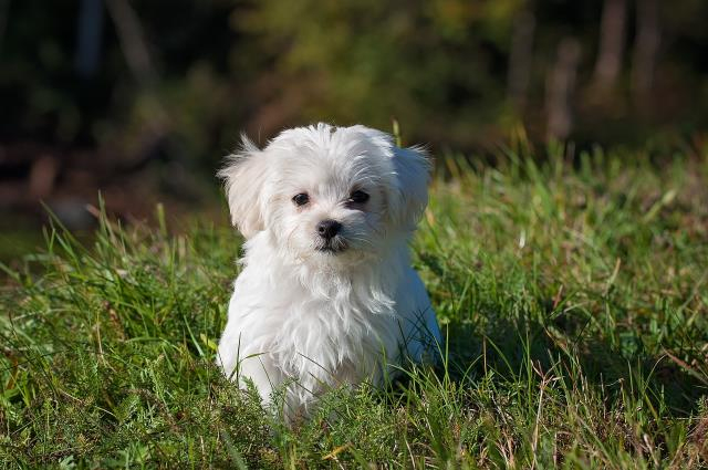 Rüyada Köpek Sevmek Ne Anlama Gelir? Rüyada Yavru Köpek Sevmenin Anlamı amaçlanan Rüyada Siyah Bir Köpek Görmek Ne Anlama Gelir