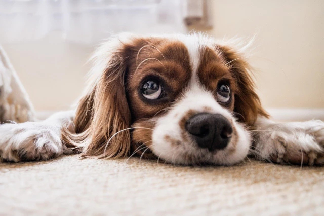 Rüyada Köpek Sevmek Ne Anlama Gelir? Rüyada Yavru Köpek Sevmenin Anlamı ile Rüyada Köpek Kucaklamak Ne Anlama Gelir