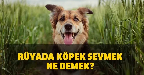 Rüyada Köpek Sevmek Ne Demek? Rüyada Köpek Görmek Ve Sevmek Ne Anlama içeride Rüyada Küçük Yavru Köpek Görmek Ne Anlama Gelir