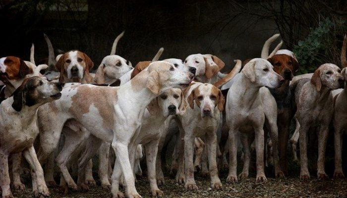 Rüyada Köpek Sürüsü Görmek Ne Anlama Gelir? Rüyada Siyah, Sarı, Kurt amaçlanan Rüyada Saldırgan Siyah Köpek Görmek Ne Anlama Gelir