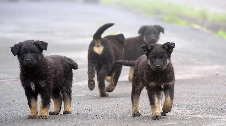 Rüyada Köpek Sürüsü Görmek Ne Demek? Rüyada Havlayan Köpeklerden Kaçmak ilgili Rüyada Köpek Kucaklamak Ne Anlama Gelir