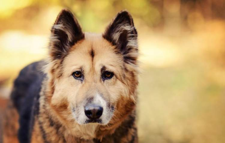 Rüyada Köpek Tarafından Kovalandığını Görmek - Ruyandagor amaçlanan Rüyada Köpek Kovalaması Ve Kaçmak