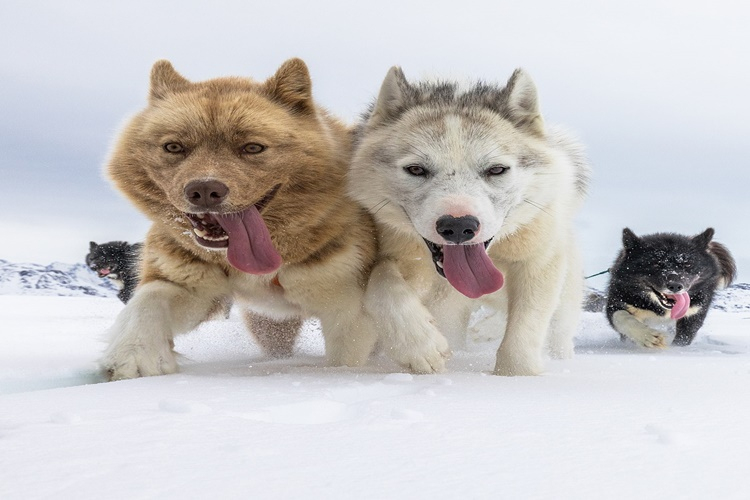 Rüyada Köpek Üstüne Binmek Ne Anlama Gelir? - Güncel Oku içeride Ruyada Üstüne Kaka Bulaşması Ne Anlama Gelir