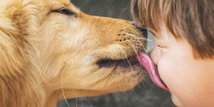 Rüyada Köpek Yalaması Görmek - Ruyandagor amaçlanan Rüyada Köpek Yavrusu Almak