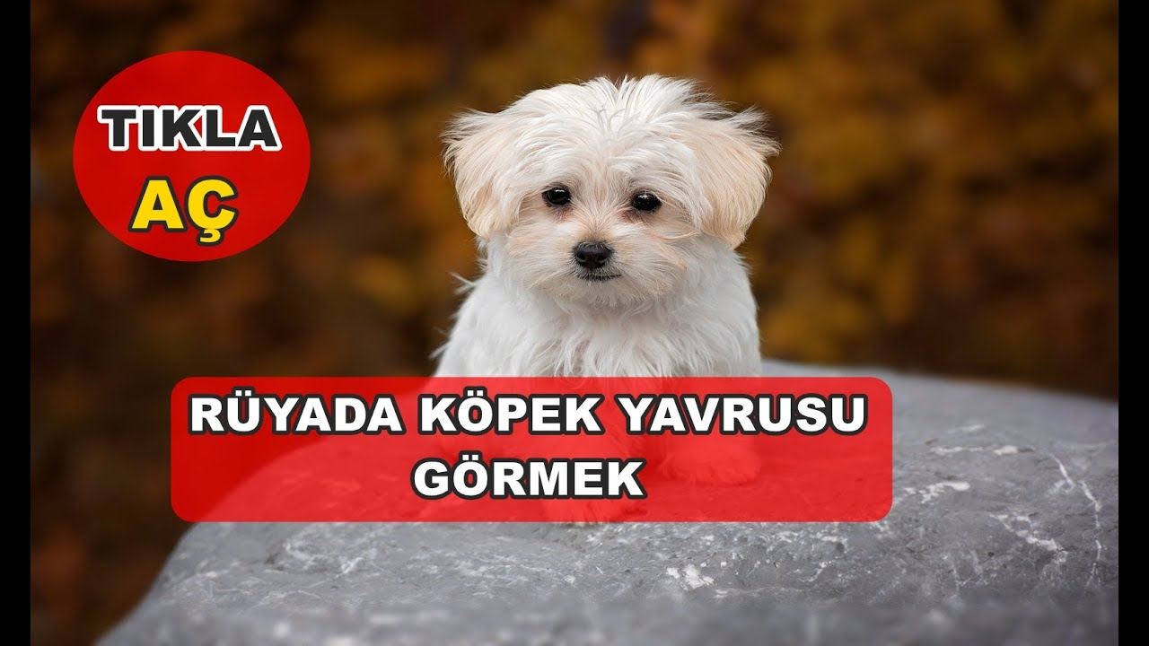 Rüyada Köpek Yavrusu Görmek - Youtube ile Rüyada Siyah Bir Köpek Görmek Ne Anlama Gelir