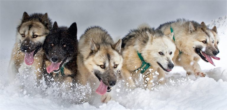 Rüyada Köpeklerin Saldırması - Rüya Meali ile Rüyada Siyah Köpek Saldırması Ve Kurtulmak