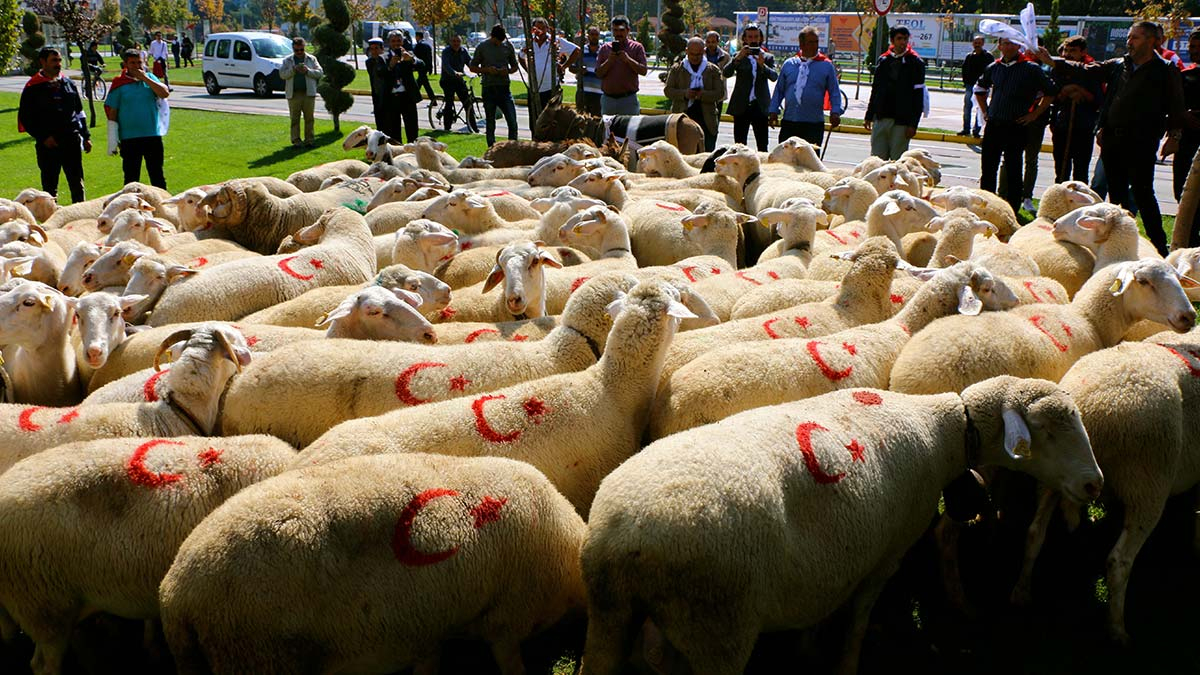 Rüyada Koyun Sürüsü Görmek Iyi Midir, Kötü Müdür? Bolluk, Bereket ile Rüyada Kaz Sürüsü Görmek