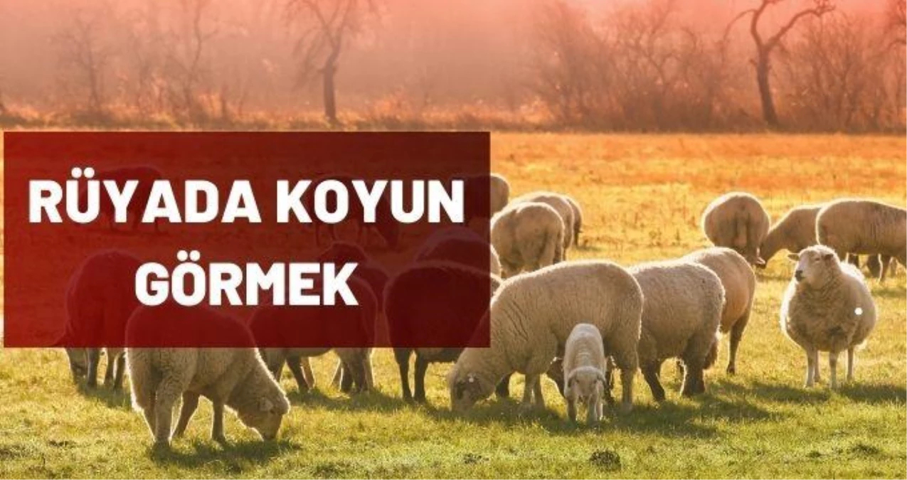 Rüyada Koyun Sürüsü Görmek Ne Anlama Gelir? Rüya Tabirleri - Rüyada içeride Rüyada Kaz Sürüsü Görmek