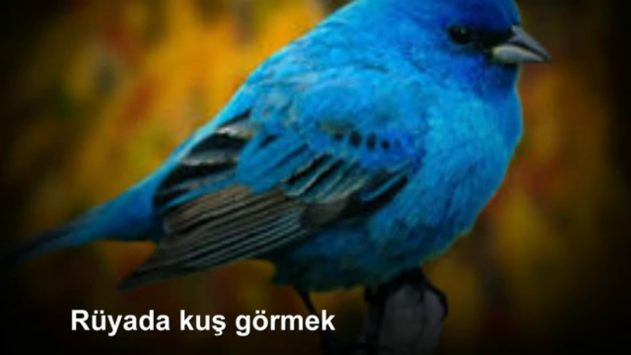 Rüyada Kuş Görmek - Rüya Tabirleri, Rüya Yorumları - Youtube ilgili Rüyada Sidik Kokusu