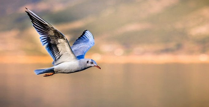 Rüyada Kuş Görmenin Tabiri | Rüyada Kuş Görmek Ne Anlama Geliyor? ilgili Rüyada Kuş Görmek