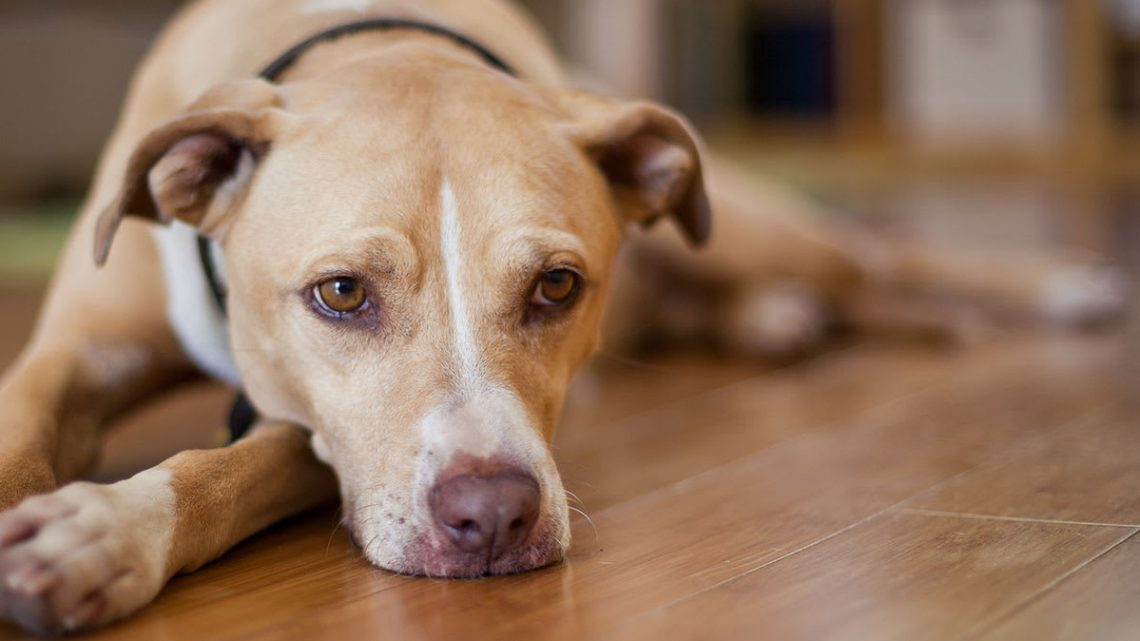 Rüyada Ölmüş Köpek Görmek - Rüya Meali amaçlanan Rüyada Köpek Kovalaması