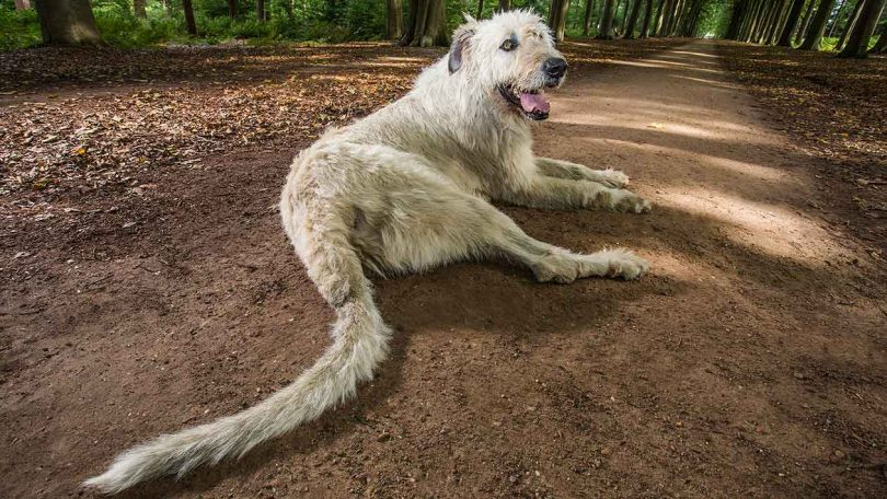 Rüyada Ölmüş Köpek Görmek - Rüya Meali ile Rüyada Köpek Yavrusu Görmek