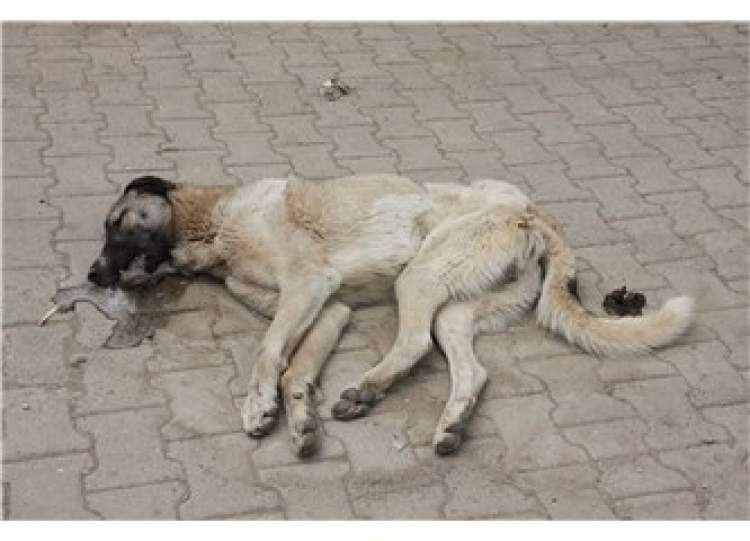 Rüyada Ölmüş Köpek Görmek - Ruyandagor amaçlanan Rüyada Köpek Saldırısından Kaçmak Ne Anlama Gelir