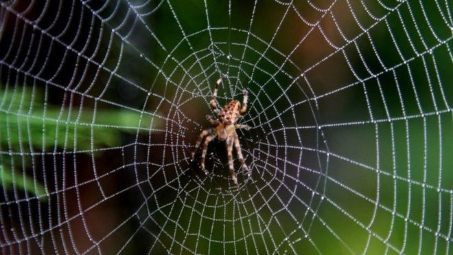 Rüyada Örümcek Ağ Görmek - Rüya Meali ile Rüyada Örümcek Öldürmek