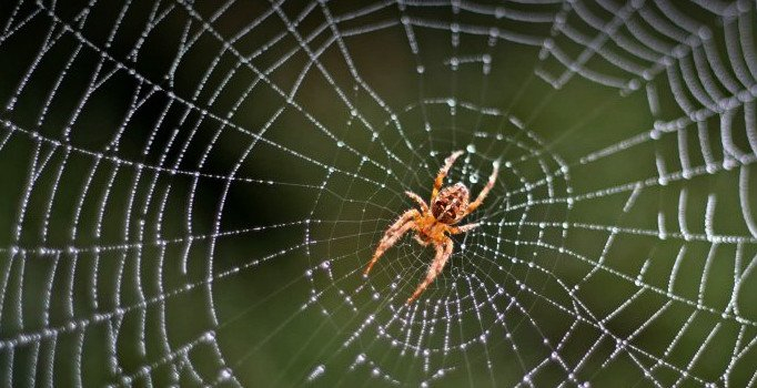 Rüyada Örümcek Ağı Görmek Ne Anlama Geliyor? Rüyada Örümcek Ağı fiçin Rüyada Renkli Örümcek Görmek