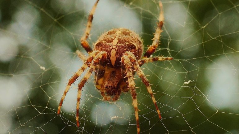 Rüyada Örümcek Görmek Ne Anlama Gelir, Neye İşarettir? - Gerçek Rüya ile Rüyada Örümcek Ağı Görmek