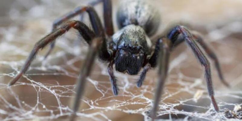 Rüyada Örümcek Görmek Ne Anlama Gelir? Rüyada Evde Büyük Örümcek Görmek tamamen Rüyada Örümcek Görmek Ve Korkmak