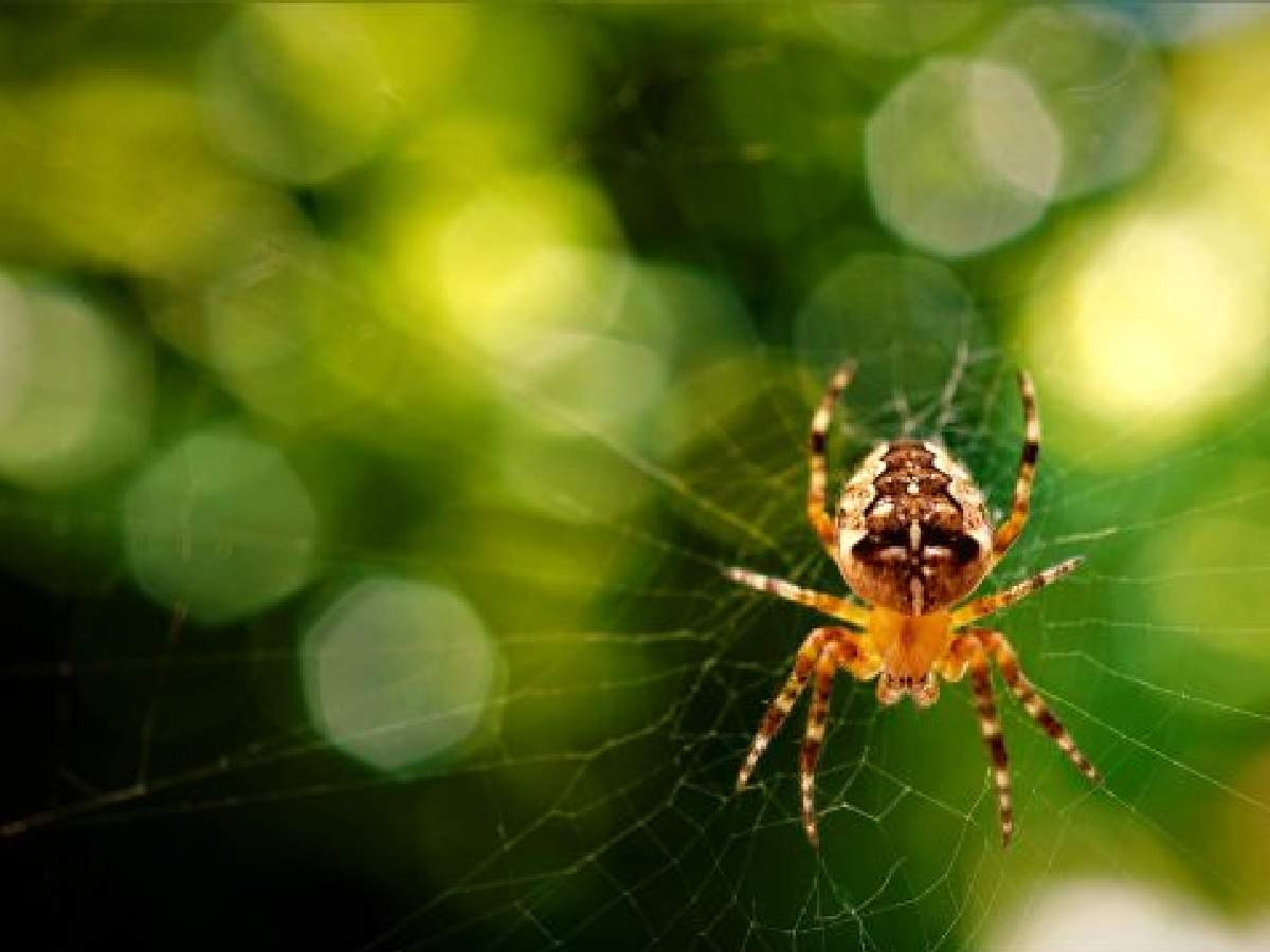 Rüyada Örümcek Görmek Ne Anlama Geliyor? Psikolojik Ve Dini Yorumu ilgili Rüyada Örümcek Öldürmek