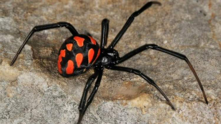 Rüyada Örümcek Görmek Ve Korkmak - Ruyandagor fiçin Rüyada Renkli Örümcek Görmek