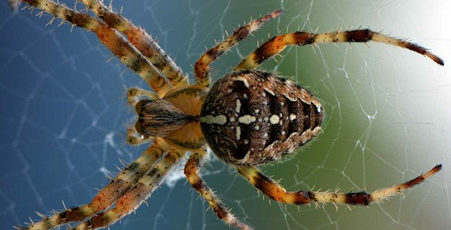 Rüyada Örümcek Görmenin Yorumu Nasıldır? fiçin Rüyada Örümcek Öldürmek