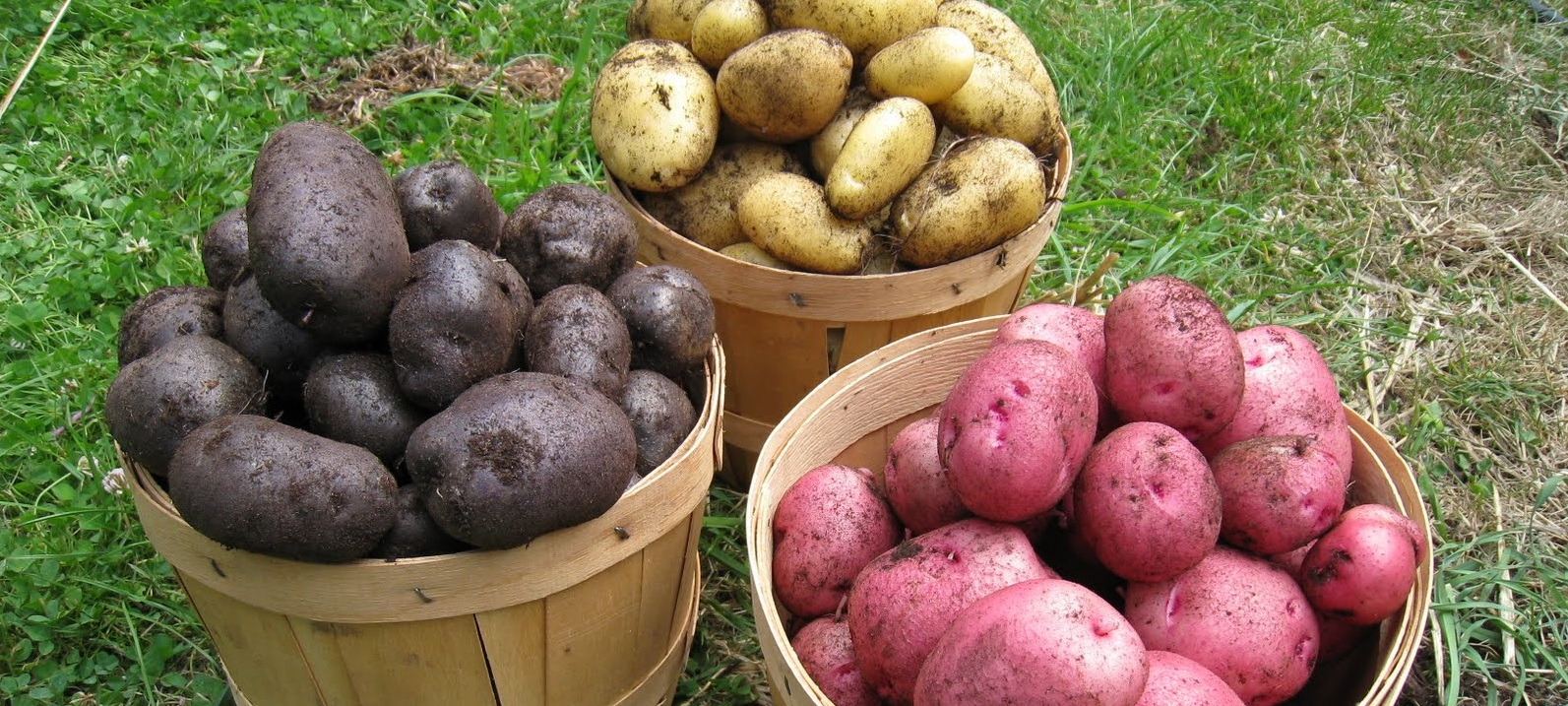 Rüyada Patates Toplamak - Rüya Meali fiçin Rüyada Sebze Toplamak