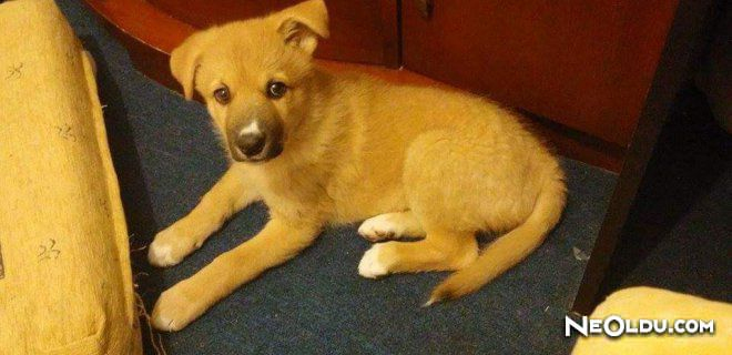 Rüyada Sarı Köpek Görmek Ne Anlama Gelir amaçlanan Rüyada Köpek Kucaklamak Ne Anlama Gelir