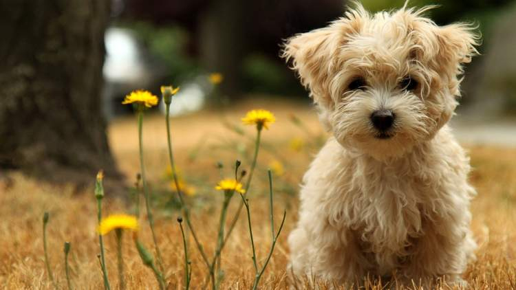 Rüyada Sarı Ve Beyaz Köpek Görmek - Ruyandagor ilgili Rüyada Köpek Yavrusu Görmek