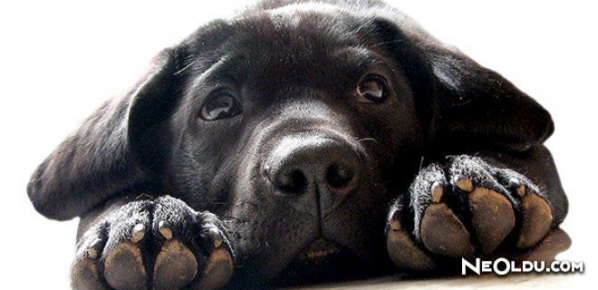 Rüyada Siyah Köpek Görmek Ne Anlama Gelir? tamamen Rüyada Siyah Çay Görmek Ne Anlama Gelir