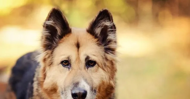 Rüyada Siyah Köpek Görmek Ne Demek? Rüyada Siyah Köpek Isırması fiçin Rüyada Siyah Köpek Saldırması Ve Kurtulmak