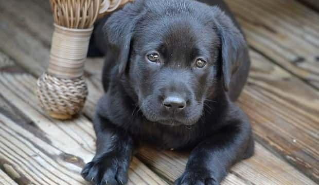 Rüyada Siyah Köpek Görmek Neye Işaret? Rüyada Siyah Köpek Saldırması fiçin Rüyada Siyah Köpek Görmek Ve Korkmak Ne Anlama Gelir