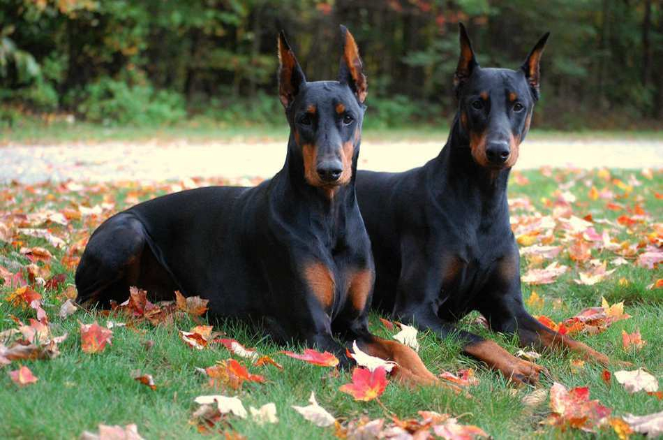 Rüyada Siyah Köpek Kovalaması - Rüya Meali ilgili Rüyada Köpek Kovalaması