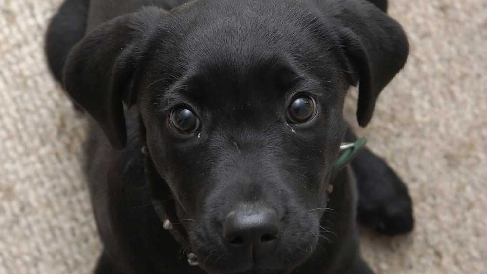 Rüyada Siyah Köpek Yavrusu Görmek - Rüya Meali ilgili Rüyada Siyah Bir Köpek Görmek Ne Anlama Gelir