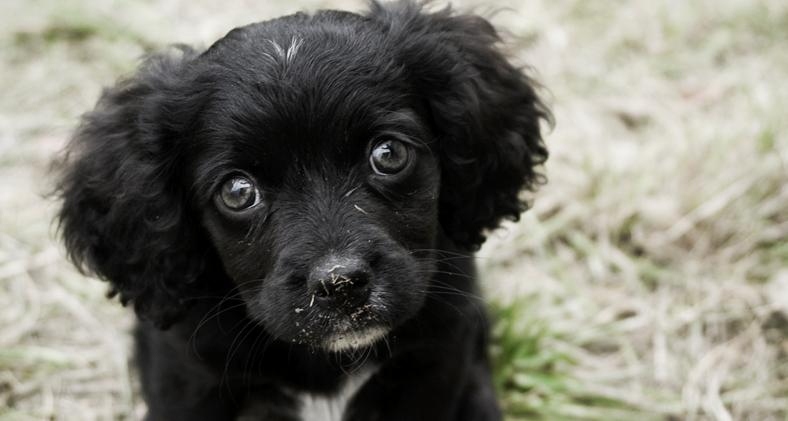 Rüyada Siyah Köpek Yavrusu Görmek - Rüya Meali tamamen Rüyada Köpek Sevmek