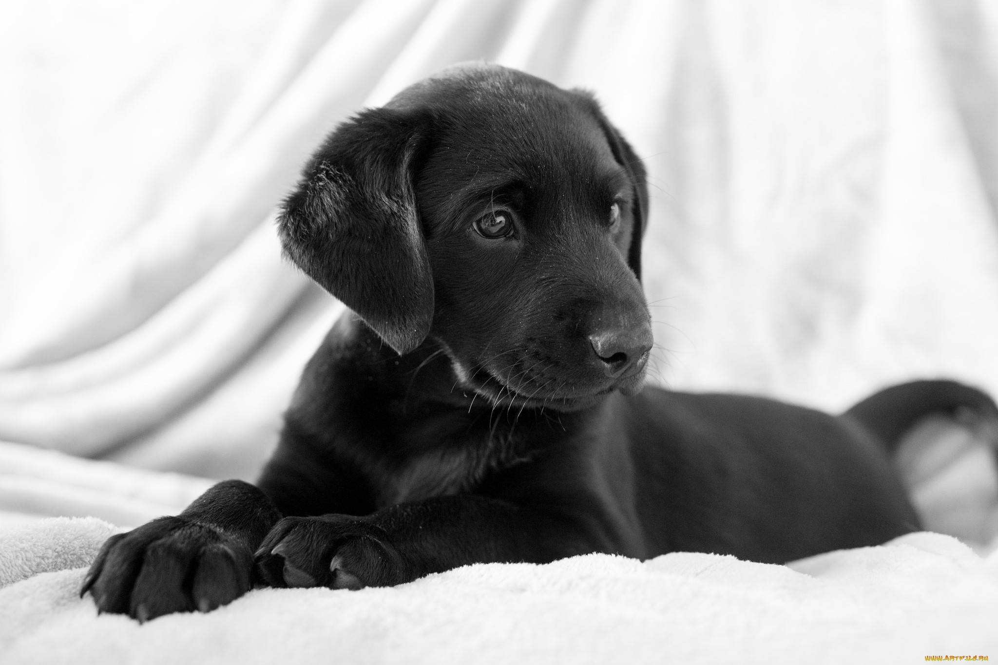 Rüyada Siyah Yavru Köpek Görmek - Rüya Meali içeride Rüyada Köpek Görmek Neyi Temsil Eder