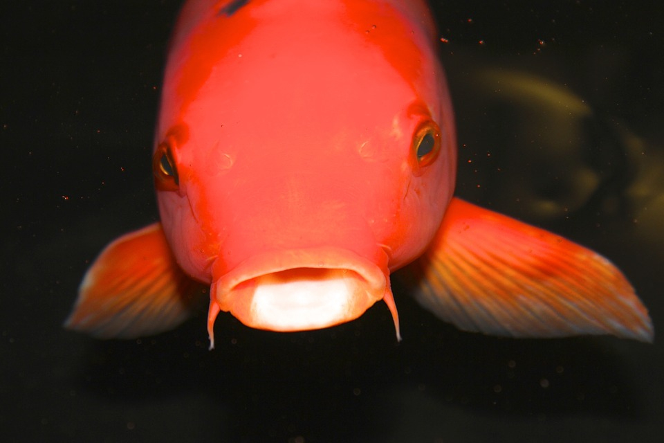 Rüyada Turuncu Balık Görmek - Rüya Meali tamamen Rüyada Japon Balık Görmek Ne Anlama Gelir