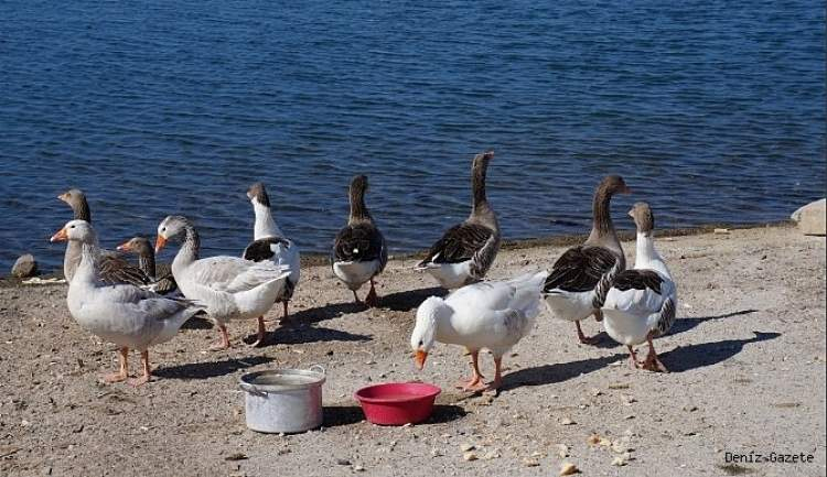 Rüyada Yaban Kaz Sürüsü Görmek - Ruyandagor tamamen Rüyada Kaz Civcivi Görmek